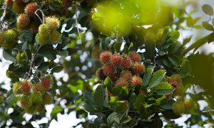 Fruit-tours-in-the-orchards-of-Rayong-01-500x300