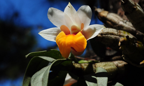 Asia-Pacific Orchid Conference 02