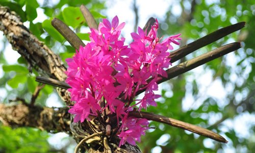 Asia-Pacific Orchid Conference 03