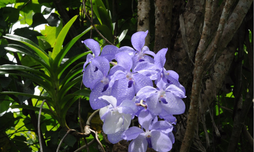 Asia-Pacific Orchid Conference 05