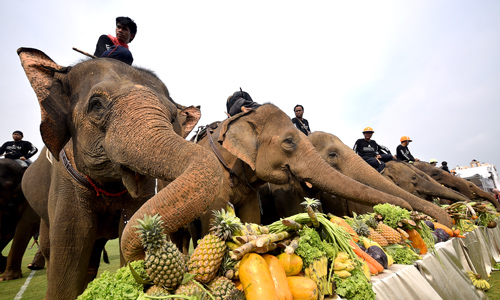Prominent elephant polo tournament enjoys a successful 14th Year in Thailand