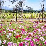 PB Flower Park returns on 1 November at PB Valley Khao Yai Winery