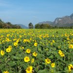 Sunflower Field at Khao Chin Lae, Lop Buri