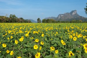 Sunflower Field at Khao Chin Lae Lop-Buri-tat