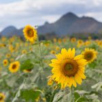Sunflower fields of Rai Manesorn