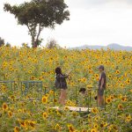 Sunflower fields of Rai Manesorn