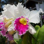 17th Rajamangala Orchid Festival
