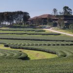 Tea plantation of Singha Park