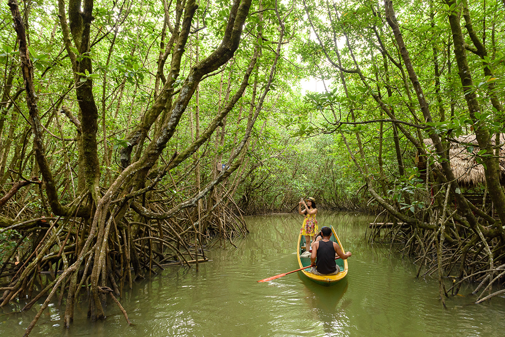 A boat tour of Ban Tha Ranae mangrove forests, Trat - TAT Newsroom