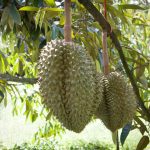 Durian - TAT Newsroom