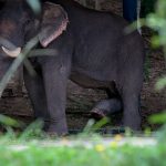Thai wildlife conservation and animal care efforts are working