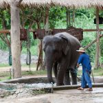 Thai wildlife conservation and animal care efforts are working