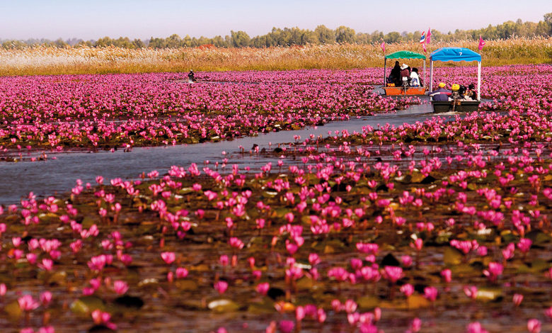 TAT invites all to Udon Thani's ‘Pink Water Lilies Lake’ experience