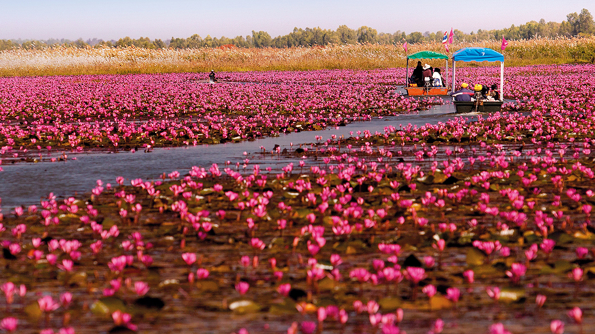 TAT invites all to Udon Thani's ‘Pink Water Lilies Lake’ experience