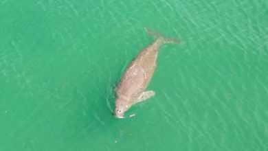 Dugongs, dolphins, sea turtles spotted offshore in Trang