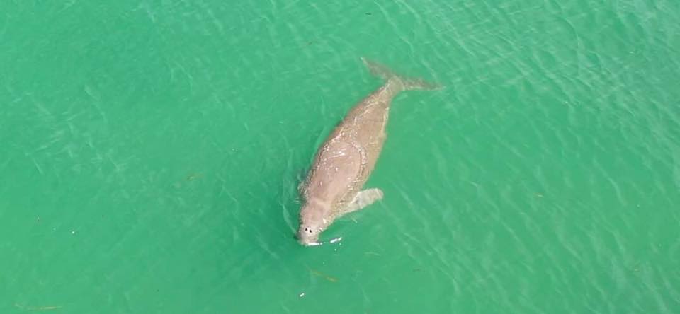 Dugongs, dolphins, sea turtles spotted offshore in Trang