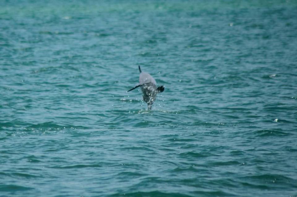 Dugongs, dolphins, sea turtles spotted offshore in Trang