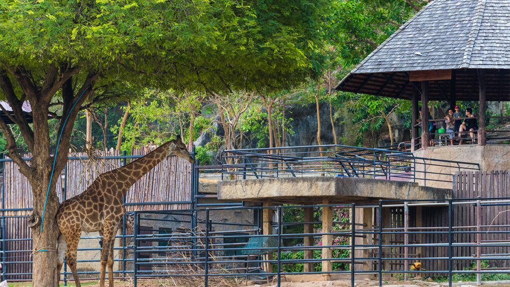 Thailand’s zoos adapt to a new normal as they reopen today - TAT Newsroom