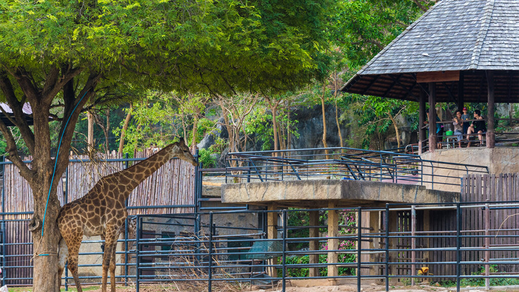 Thailand’s zoos adapt to a new normal as they reopen today