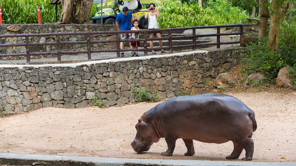 Thailand’s zoos adapt to a new normal as they reopen today