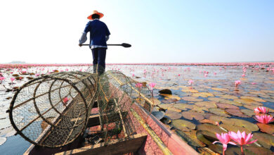 It’s that time of the year: Udon Thani’s Red Lotus Sea is blooming