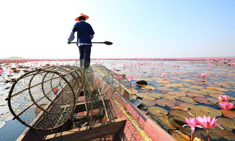 It’s that time of the year: Udon Thani’s Red Lotus Sea is blooming