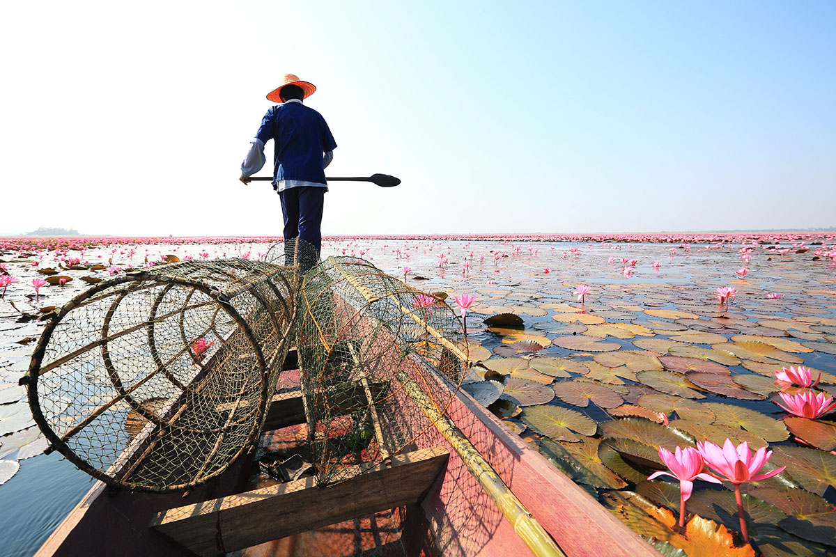 It’s that time of the year: Udon Thani’s Red Lotus Sea is blooming