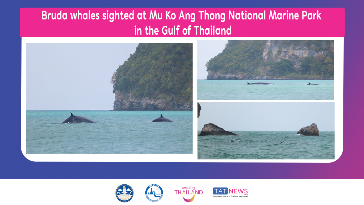 Bruda whales sighted at Mu Ko Ang Thong National Marine Park in the Gulf of Thailand