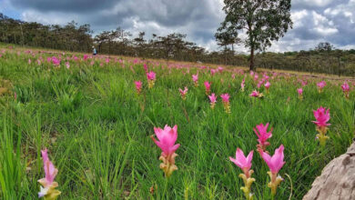 Krachiao Flower Field Festival