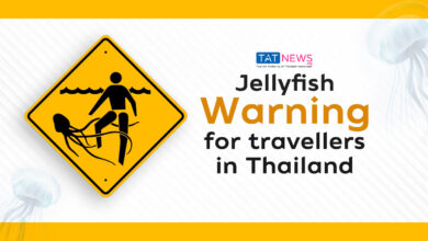 Jellyfish warning: First Aid treatment for jellyfish stings