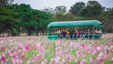 Thailand is blooming with flower festivals from December 2022-January 2023