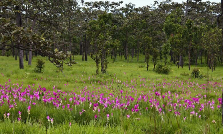 Enjoy the blooming beauty of Krachiao Flower Field in Chaiyaphum this June to August