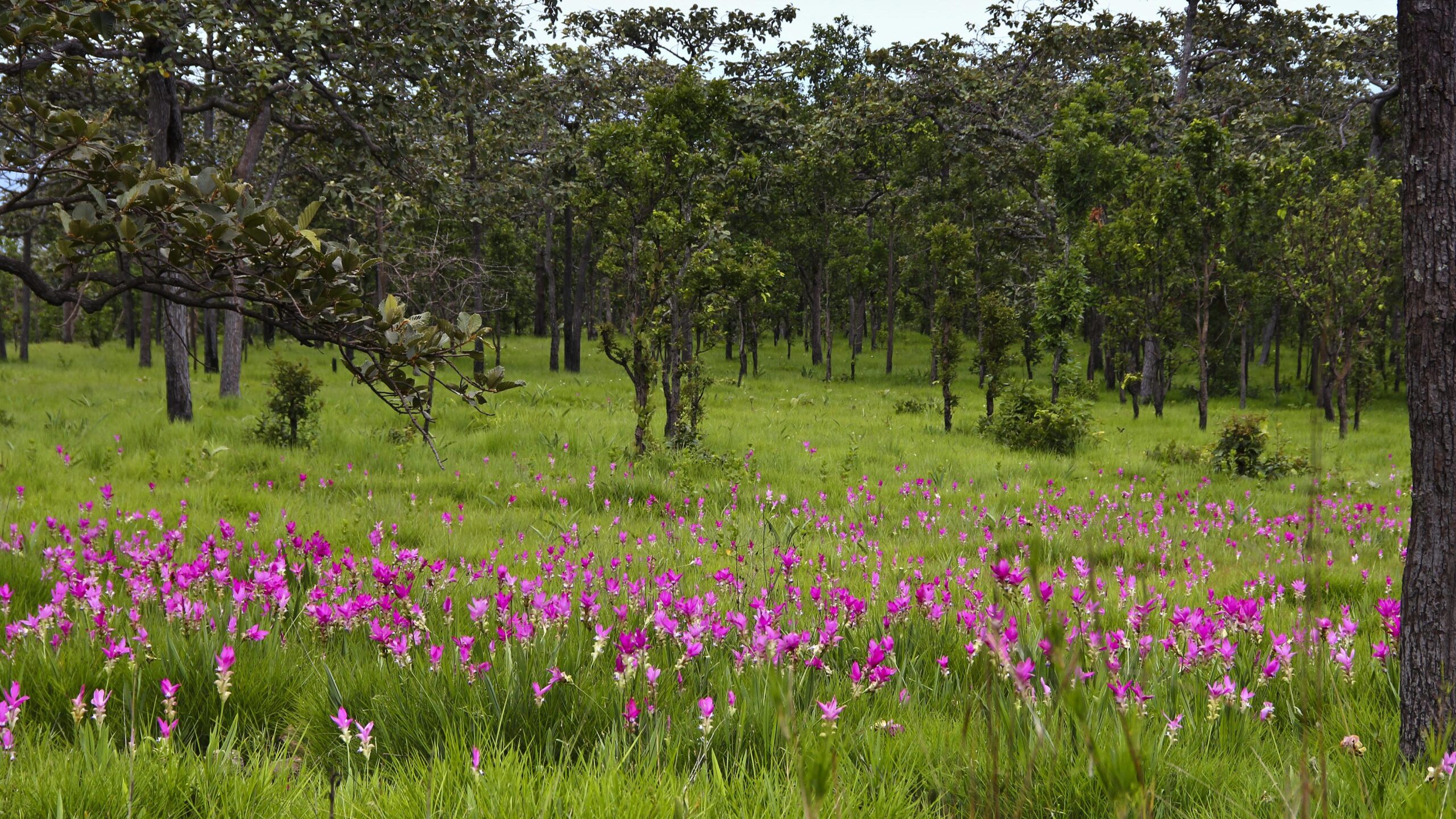 Enjoy the blooming beauty of Krachiao Flower Field in Chaiyaphum this June to August