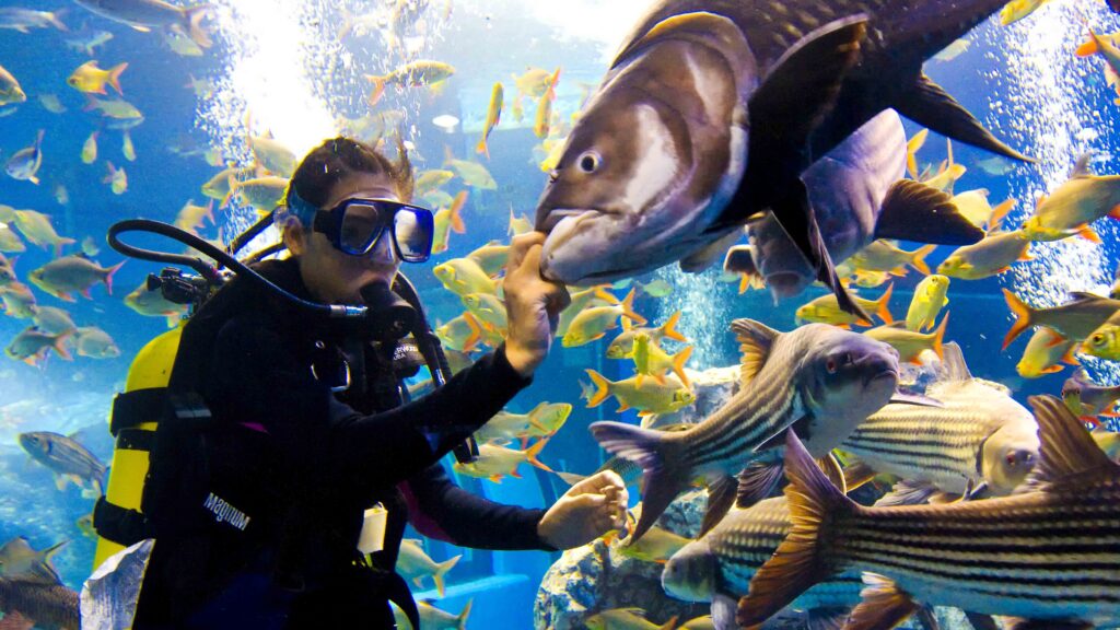 Take a Boat Ride Through Bueng Chawak Aquarium and Wildlife Sanctuary For nature enthusiasts, Bueng Chawak offers a one-of-a-kind experience that blends an aquarium visit with a wildlife sanctuary. This large freshwater lake has been transformed into an ecotourism attraction featuring one of Thailand's most impressive aquariums.